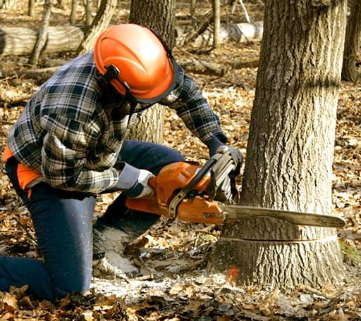 Tree Removal in Bowers, PA